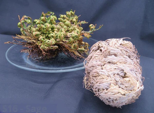 Rose of Jericho